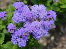 Ageratum