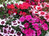 Bedding Plant