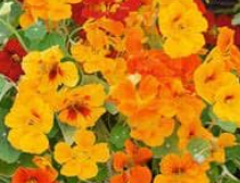 Nasturtium