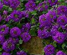 Trailing Verbena