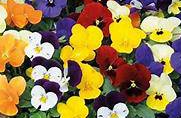 Violas